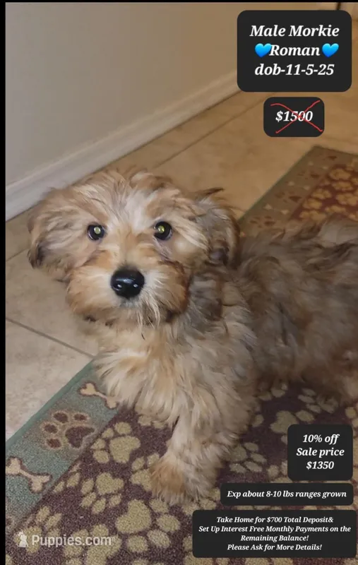 Roman – Morkie puppy for sale in Tucson, AZ