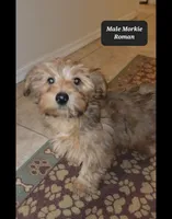 Roman, a male Morkie for sale in Tucson, AZ – Photo 3 of 3