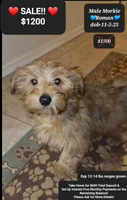 Roman, a male Morkie for sale in Tucson, AZ – Photo 2 of 2