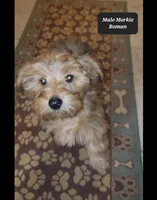Roman, a male Morkie for sale in Tucson, AZ – Photo 2 of 3