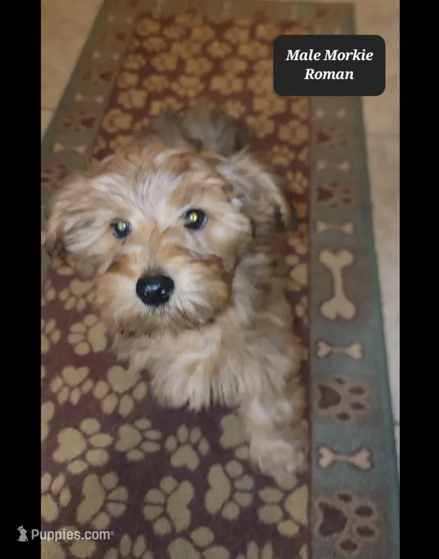 Roman – Morkie puppy for sale in Tucson, AZ