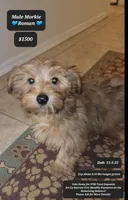 Roman, a male Morkie for sale in Tucson, AZ – Photo 1 of 3