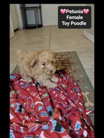 Petunia*900 take home, a female Poodle - Toy  for sale in Tucson, AZ – 2 of 3