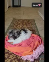 Kenzie, a female Havanese for sale in Tucson, AZ – 2 of 5