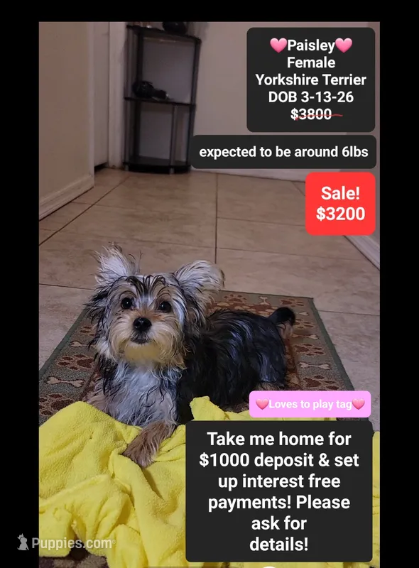 Paisley*1000 take home – Yorkshire Terrier puppy for sale in Tucson, AZ