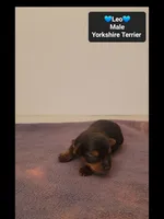 Leo , a male Yorkshire Terrier for sale in Tucson, AZ – 3 of 3