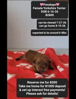 Penelope , a female Yorkshire Terrier for sale in Tucson, AZ – 1 of 3