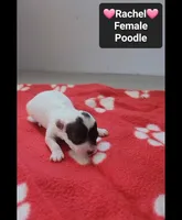 Rachel, a female Poodle - Toy  for sale in Tucson, AZ – 2 of 3