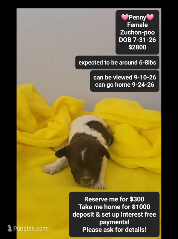 Penny – Poodle - Toy , Shichon puppy for sale in Tucson, AZ