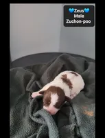 Zeus*800 take home, a male Poodle - Toy  and Shichon for sale in Tucson, AZ – 2 of 3