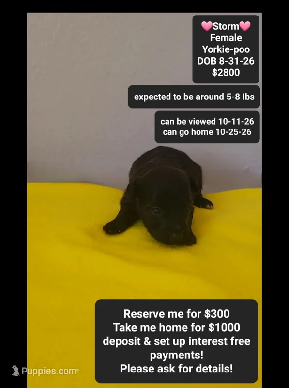 Storm*1000 take home – Yorkshire Terrier, Poodle - Toy  puppy for sale in Tucson, AZ