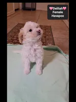 Dolly*900 take home, a female Havanese and Poodle - Toy  for sale in Tucson, AZ – 2 of 3