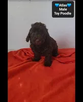 Atlas, a male Poodle - Toy  for sale in Tucson, AZ – 2 of 3
