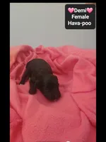 Demi*1000 take home, a female Havanese and Poodle - Toy  for sale in Tucson, AZ – 2 of 3