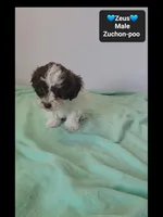 Zeus*800 take home, a male Poodle - Toy  and Shichon for sale in Tucson, AZ – 3 of 3