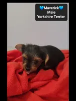 Maverick*800 take home, a male Yorkshire Terrier for sale in Tucson, AZ – 3 of 3