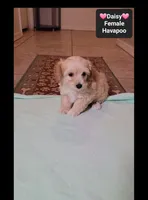 Daisy*1000 take home, a female Havanese and Poodle - Toy  for sale in Tucson, AZ – 3 of 3