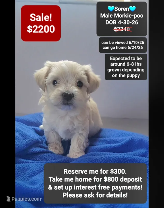 Soren – Poodle - Toy , Morkie puppy for sale in Tucson, AZ