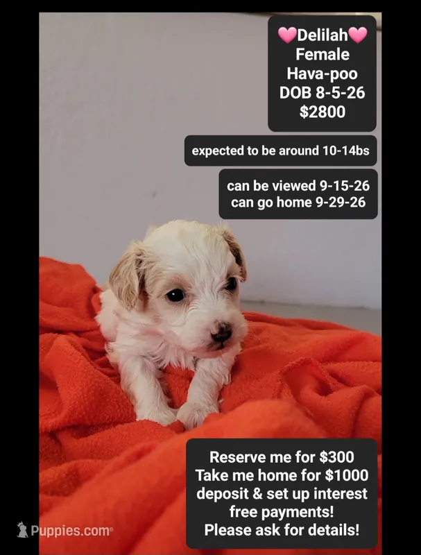 Delilah*1000 take home – Havanese, Poodle - Toy  puppy for sale in Tucson, AZ