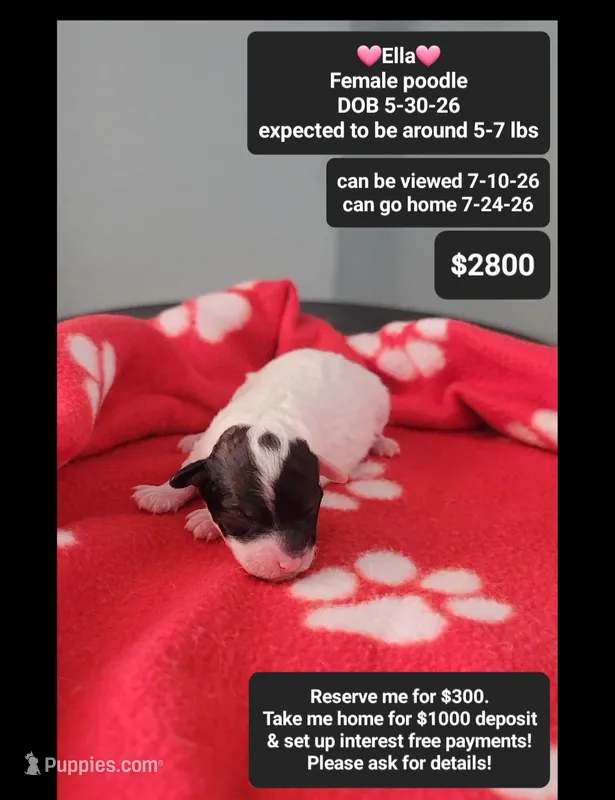 Ella – Poodle - Toy  puppy for sale in Tucson, AZ