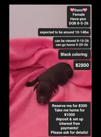 Demi, a female Havanese and Poodle - Toy  for sale in Tucson, AZ – 1 of 3