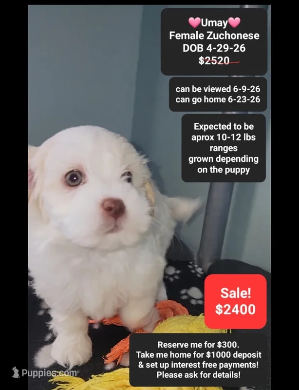 Umay – Havanese, Shichon puppy for sale in Tucson, AZ