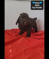 Atlas, a male Poodle - Toy  for sale in Tucson, AZ – 3 of 3