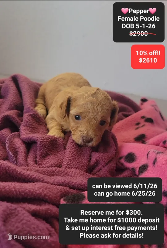 Pepper – Poodle - Toy  puppy for sale in Tucson, AZ