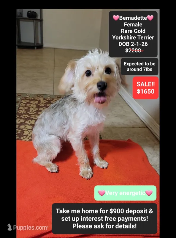 Bernadette*900 take home – Yorkshire Terrier puppy for sale in Tucson, AZ