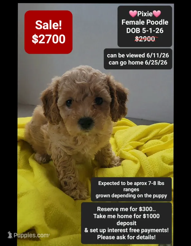 Pixie – Poodle - Toy  puppy for sale in Tucson, AZ