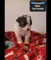 Everest*$800 take home, a male Poodle - Toy  for sale in Tucson, AZ – 2 of 3
