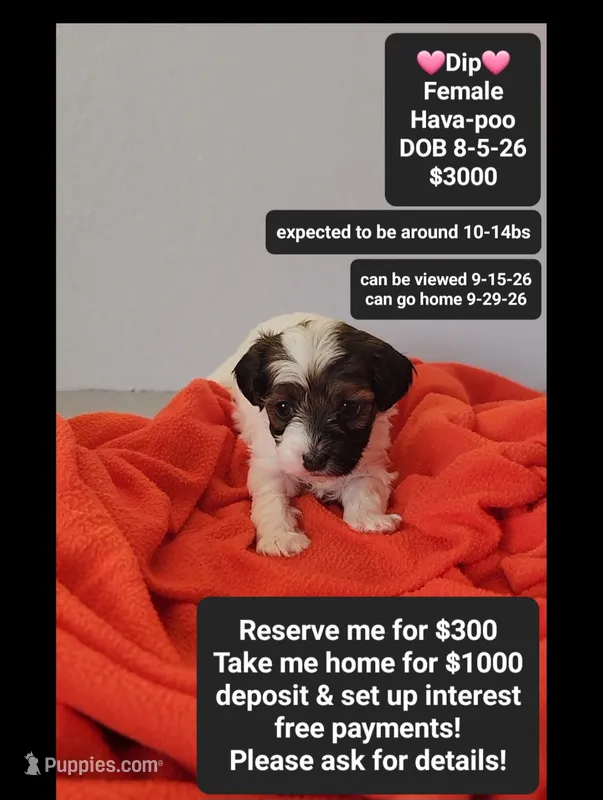 Dip*1000 take home – Havanese, Poodle - Toy  puppy for sale in Tucson, AZ
