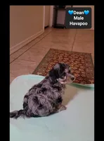 Dean*1000 take home, a male Havanese and Poodle - Toy  for sale in Tucson, AZ – 2 of 3