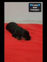 Freddy, a female Yorkipoo for sale in Tucson, AZ – 2 of 3