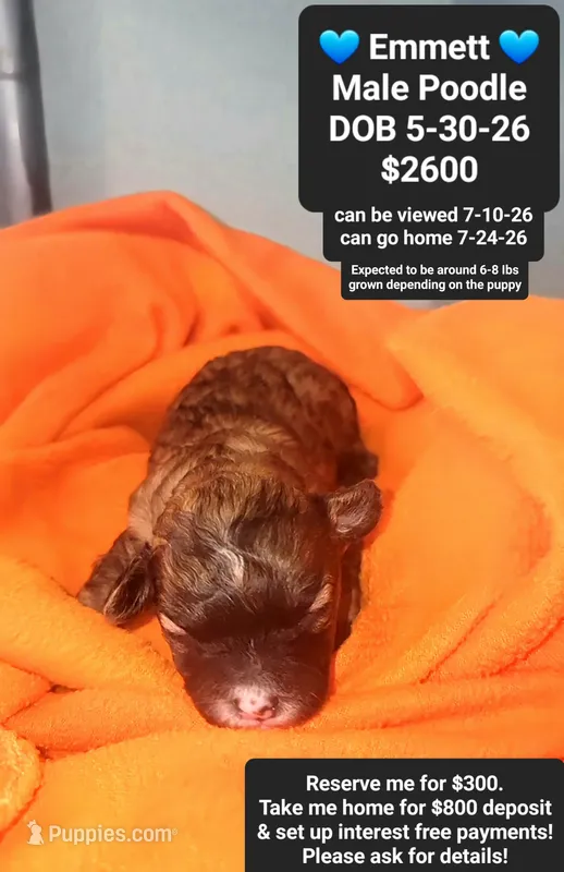 Emmett – Poodle - Toy  puppy for sale in Tucson, AZ