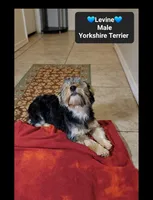 Levine*800 take home, a male Yorkshire Terrier for sale in Tucson, AZ – 3 of 3