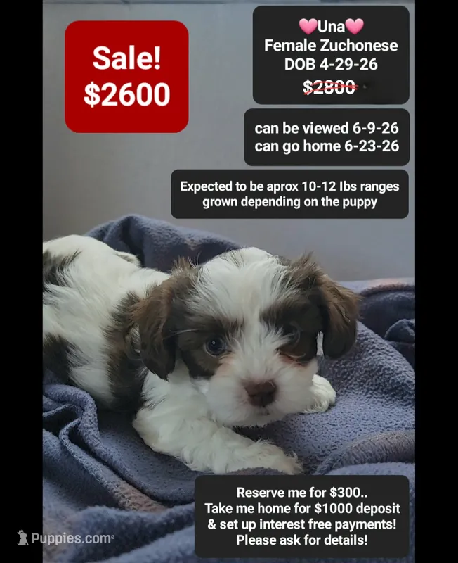 Una – Havanese, Shichon puppy for sale in Tucson, AZ