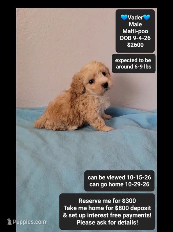 Vader – Maltipoo puppy for sale in Tucson, AZ