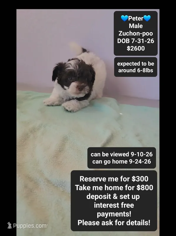 Peter*800 take home – Poodle - Toy , Shichon puppy for sale in Tucson, AZ