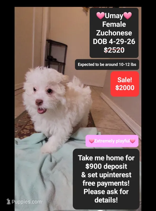 Umay*900 take home – Havanese, Shichon puppy for sale in Tucson, AZ