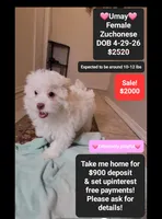 Umay*900 take home, a female Havanese and Shichon for sale in Tucson, AZ – 1 of 3
