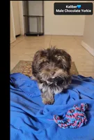 Kaliber , a male Yorkshire Terrier for sale in Tucson, AZ – 5 of 5
