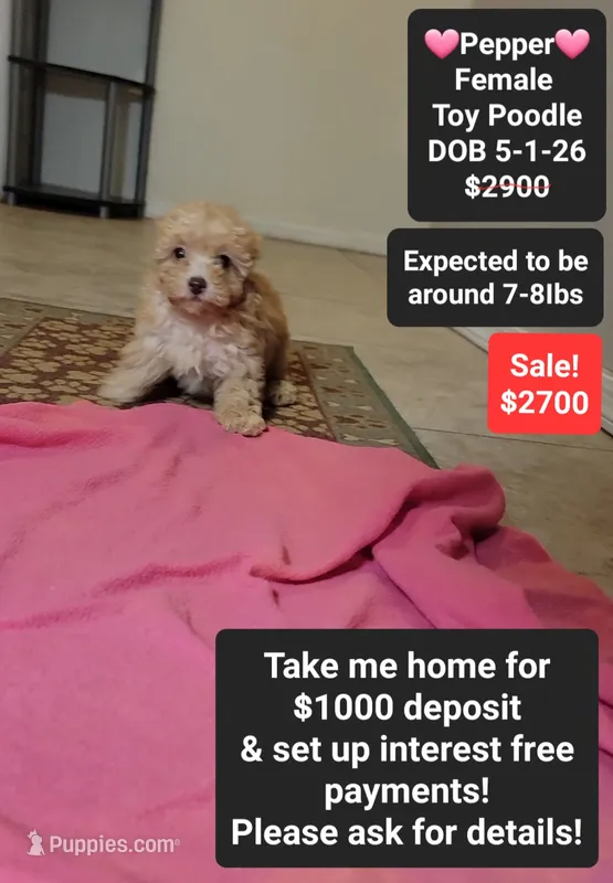 Pepper*900 take home – Poodle - Toy  puppy for sale in Tucson, AZ