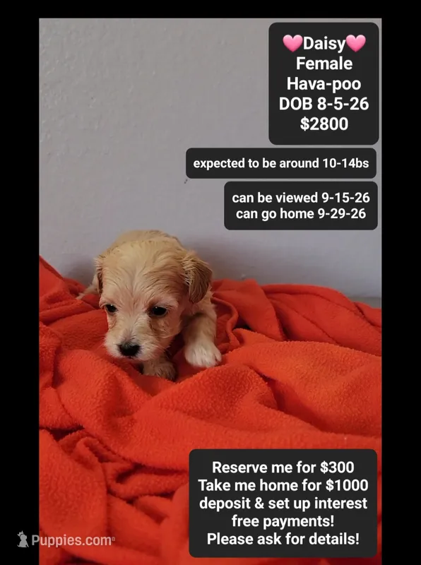 Daisy*1000 take home – Havanese, Poodle - Toy  puppy for sale in Tucson, AZ