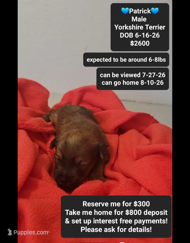 patrick*$800 take home – Yorkshire Terrier puppy for sale in Tucson, AZ
