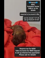 patrick*$800 take home, a male Yorkshire Terrier for sale in Tucson, AZ – 1 of 3