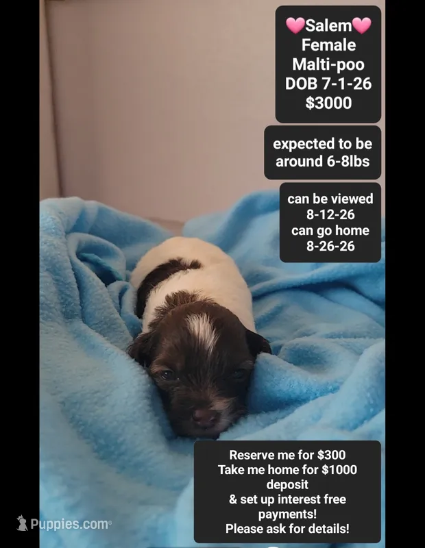 Salem*1000 take home – Maltipoo puppy for sale in Tucson, AZ