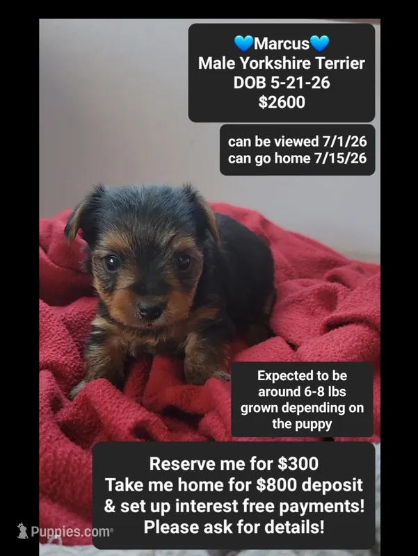 Marcus – Yorkshire Terrier puppy for sale in Tucson, AZ