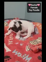 Rachel*$1000 take home, a female Poodle - Toy  for sale in Tucson, AZ – 3 of 3