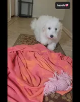 Bazella, a female Havanese for sale in Tucson, AZ – 3 of 3